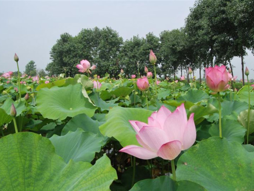 荷花
